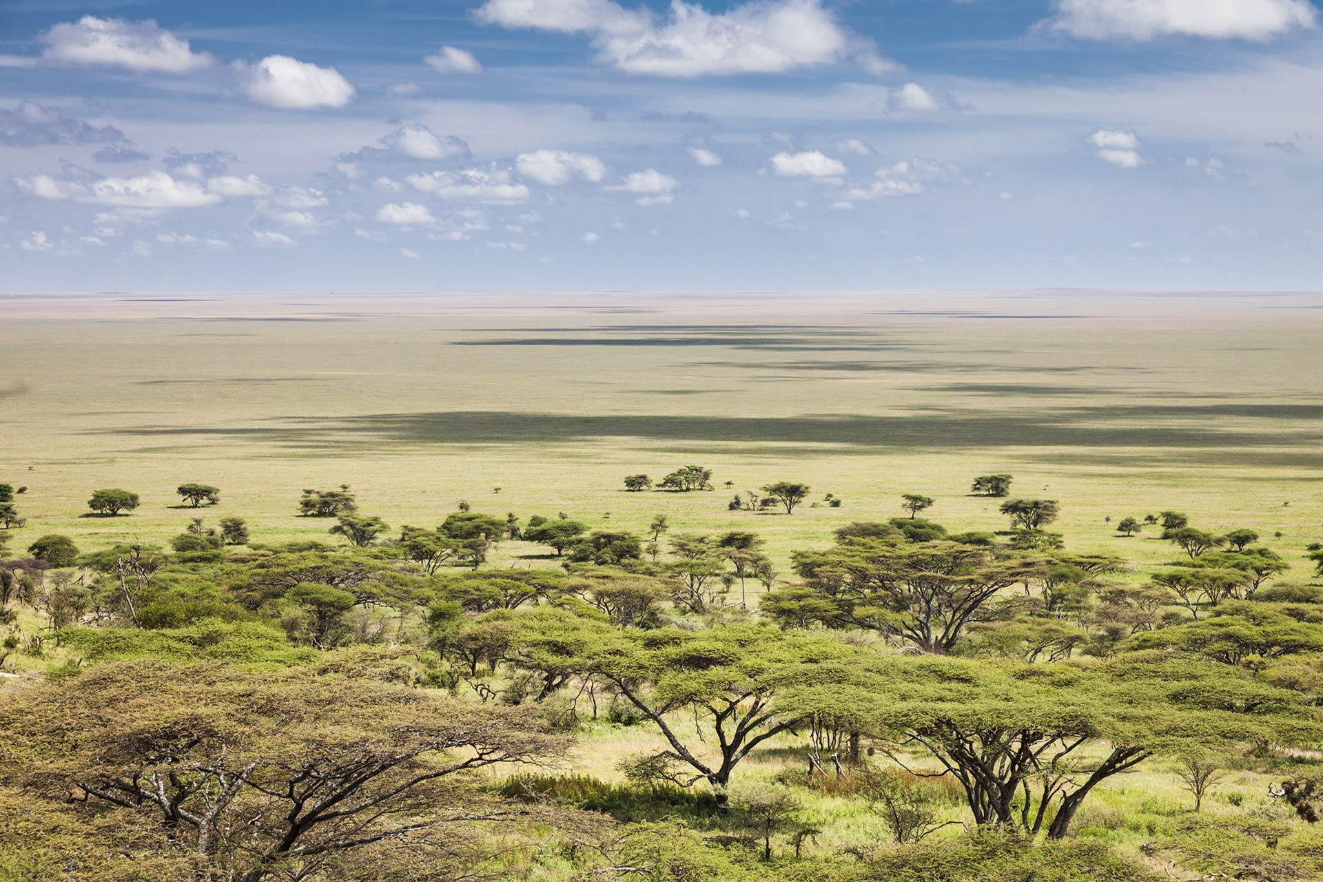 The plains of the Serengeti National Park The Siringit Serengeti Camp by Mantis is located under a canopy of Tortillas Acacia trees along the wildlife migration trails. The migration passes through the camp in April – June. There are an astounding 500 different species of bird recorded in Serengeti National Park. Wildlife migrates daily through the camp and it is possible to game view and bird watching from the verandah of your tent.