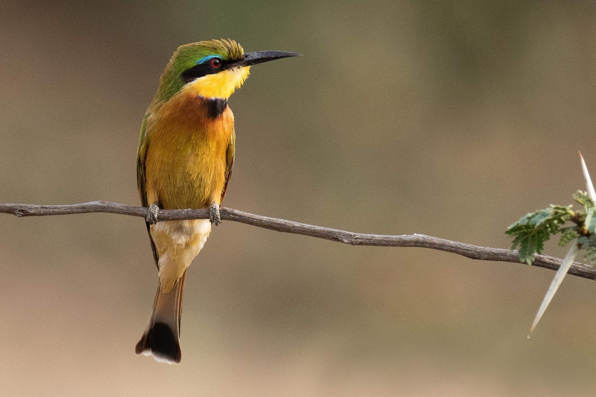 Bee-eater