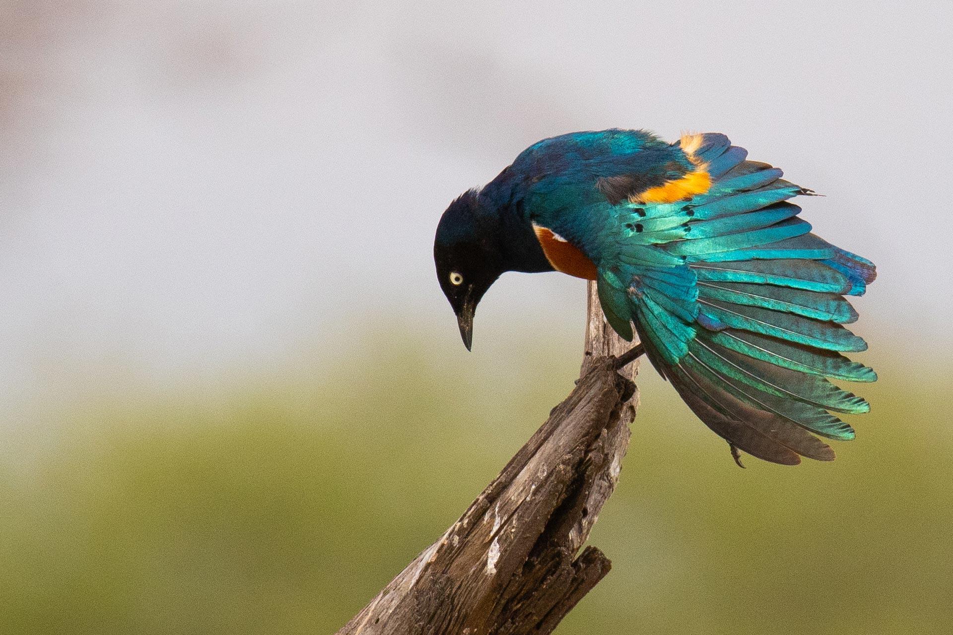 The greater blue-eared starling or greater blue-eared glossy-starling (Lamprotornis chalybaeus) The greater blue-eared starling is a 22 cm long, short tailed bird. This starling is glossy blue-green with a purple-blue belly and blue ear patch. Its iris is bright yellow or orange. The sexes are similar, but the juvenile is duller and has blackish brown underparts