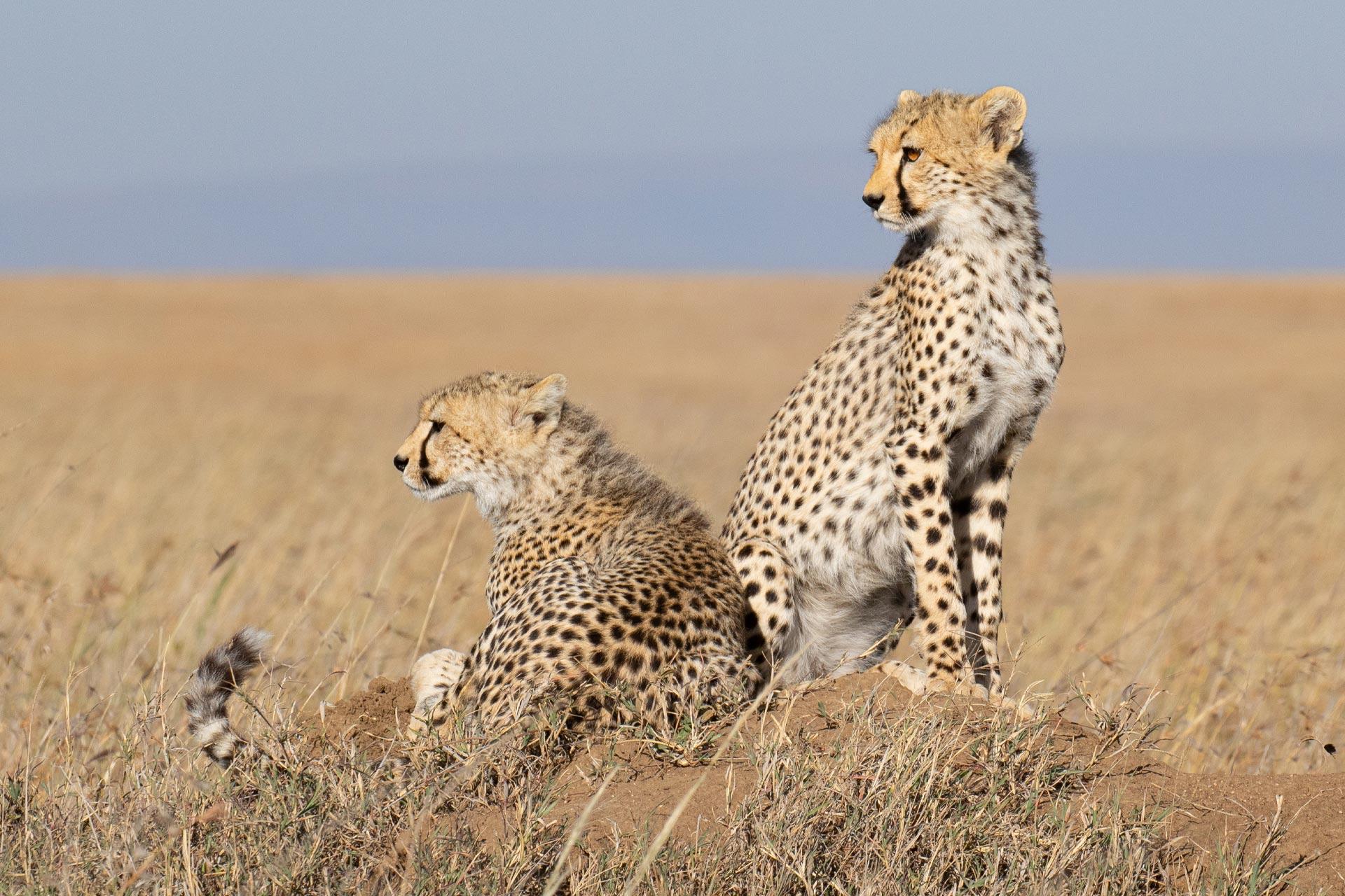 cheetah (Acinonyx jubatus) The cheetah (Acinonyx jubatus) is a large cat native to Africa. It is the fastest land animal, estimated to be capable of running at 80 to 128 km/h (50 to 80 mph) with the fastest reliably recorded speeds being 93 and 98 km/h (58 and 61 mph), and as such has several adaptations for speed, including a light build, long thin legs and a long tail