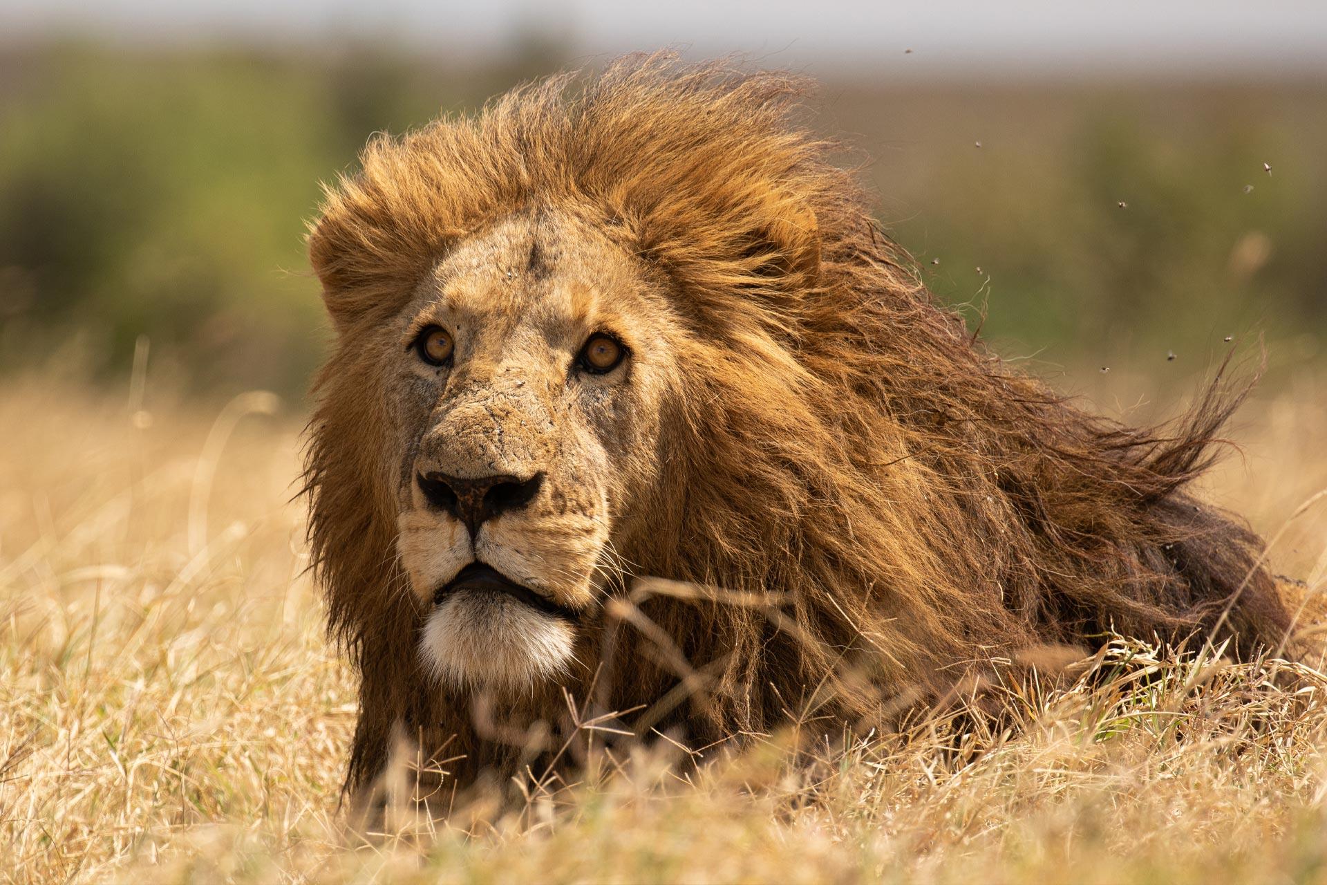 Male lion (Panthera leo) Powerfull male lion (Panthera leo)