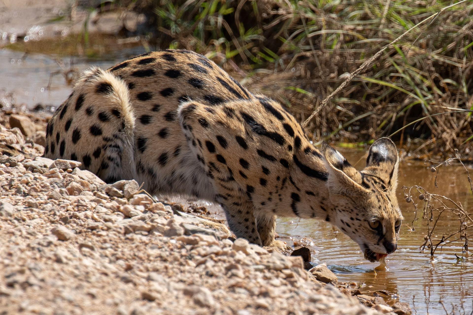 Serval (Leptailurus serval) The serval (Leptailurus serval) is a wild cat native to Africa