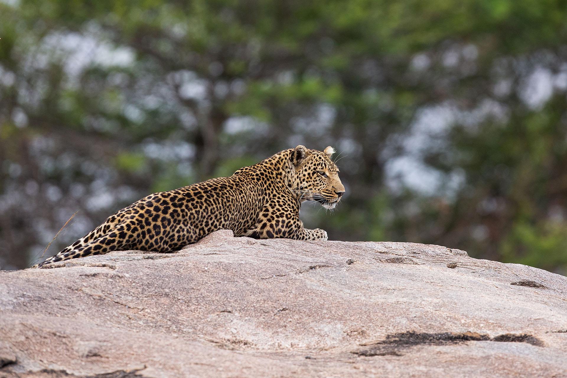 Leopard on the lookout Leopard on the lookout