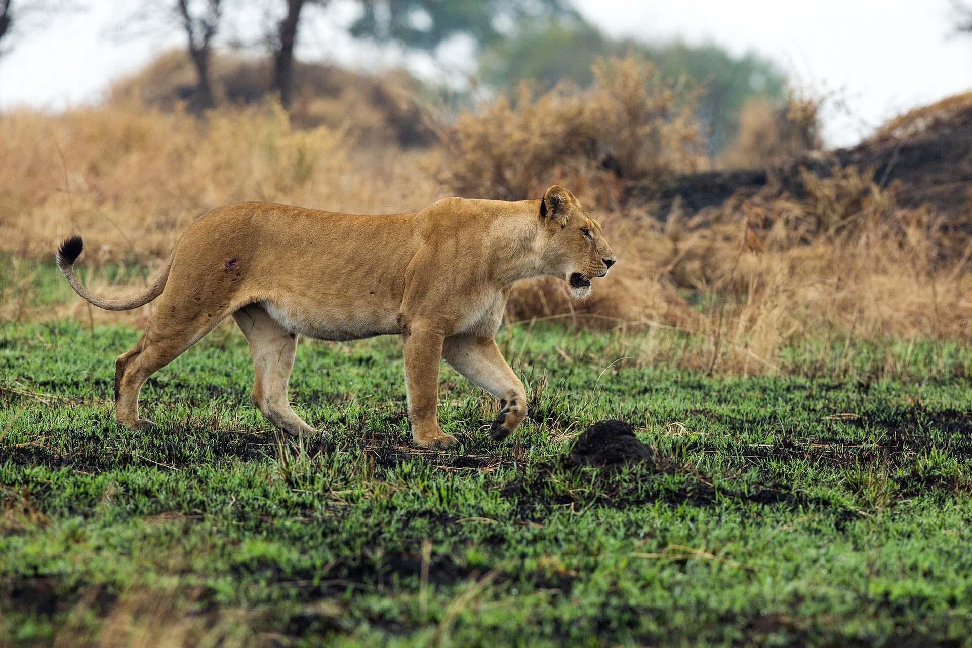 the Serengeti is thought to hold the largest lion population in Africa due in part to the abundance of prey species. More than 3,000 lions live in this ecosystem