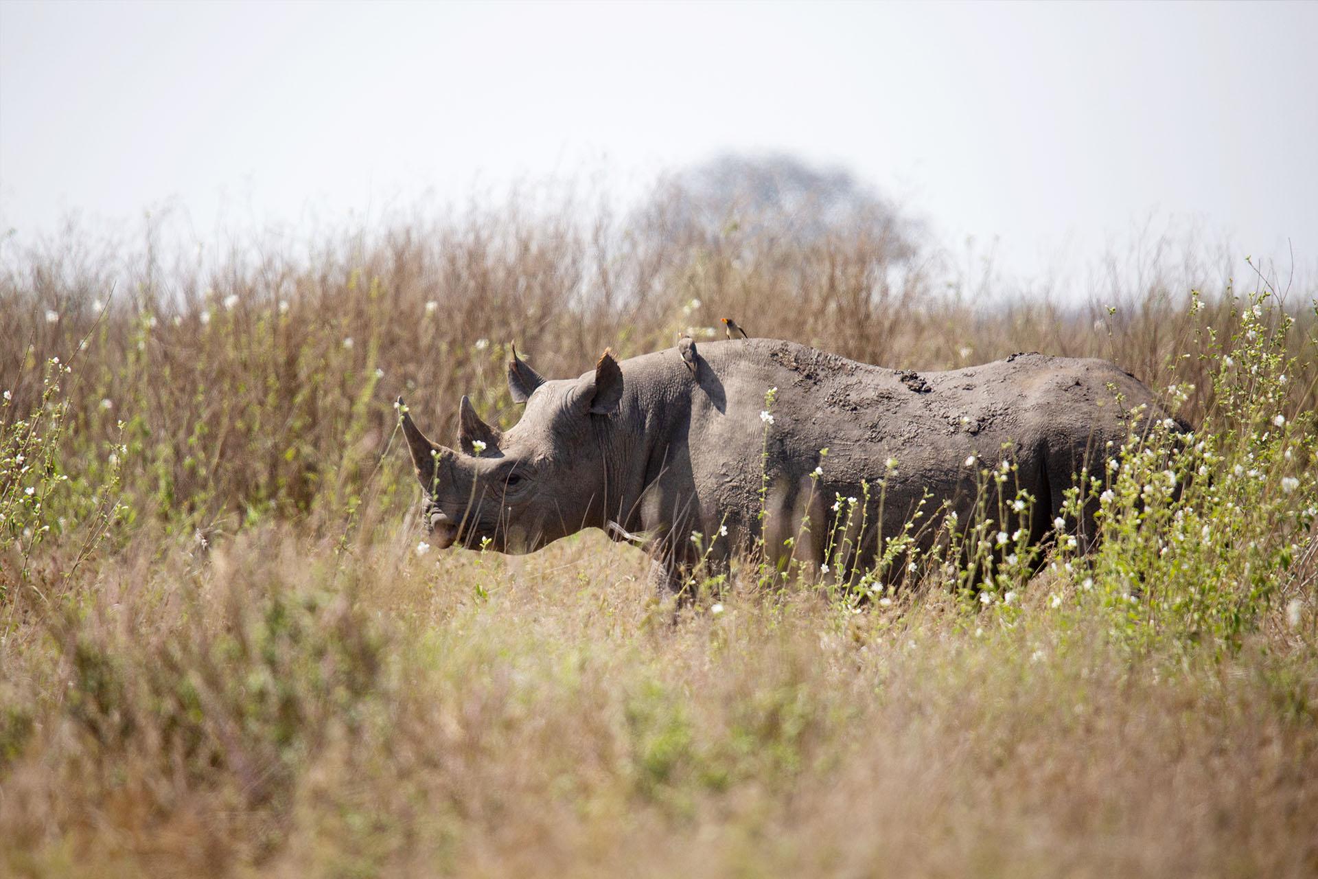 black rhino in Moru Kopjes today there are over fifty black rhinos breeding in the wild