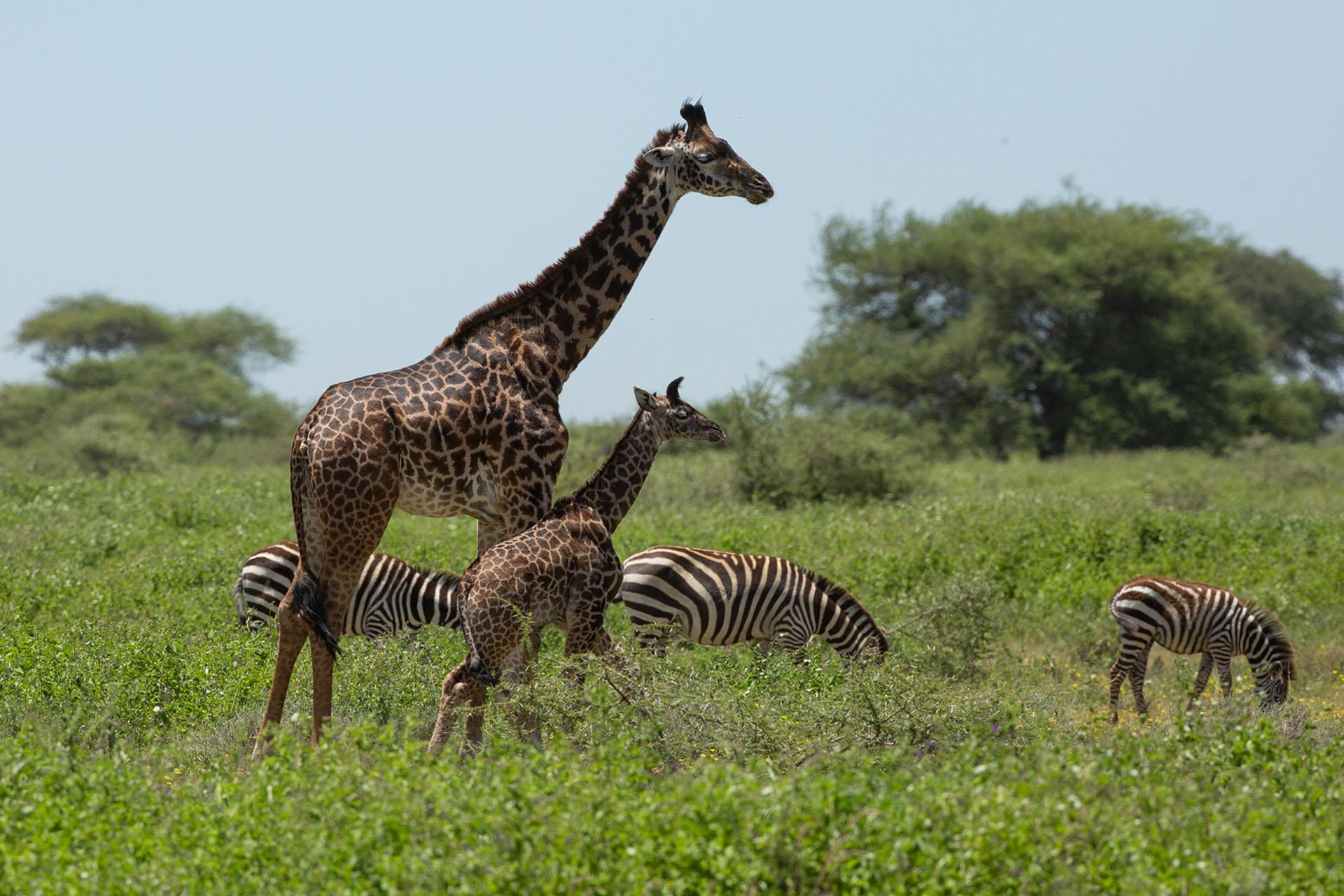 Giraffe with young in the Ndutu area living between the herds of zebra