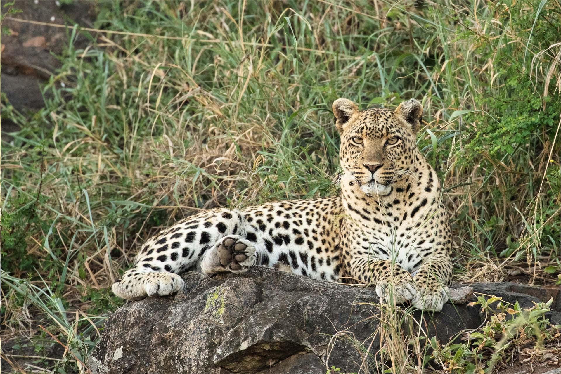 Leopard (Panthera pardus) It is listed as Vulnerable on the IUCN Red List because leopard populations are threatened by habitat loss and fragmentation, and are declining in large parts of the global range\n
