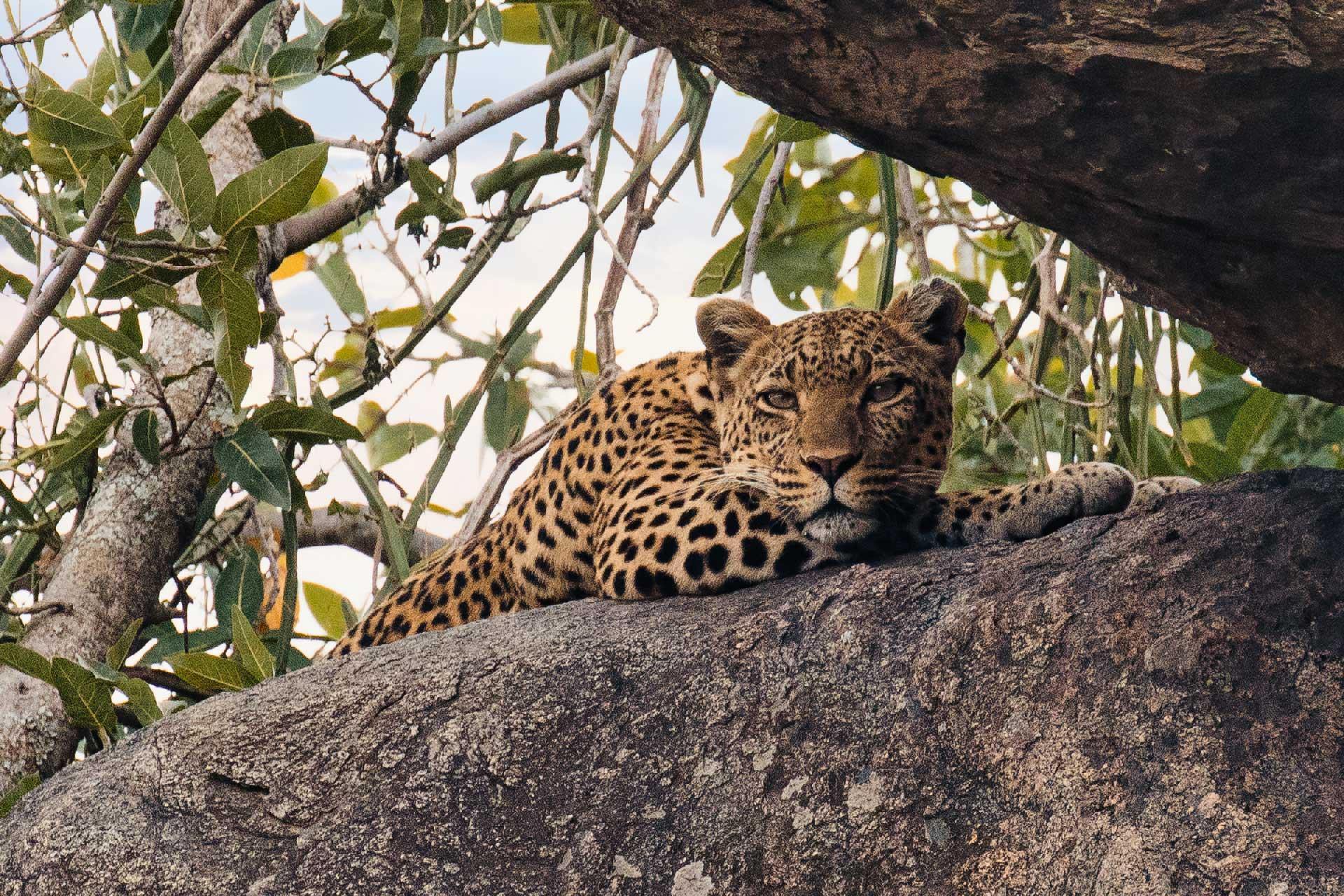Leopard (Panthera pardus) It is listed as Vulnerable on the IUCN Red List because leopard populations are threatened by habitat loss and fragmentation, and are declining in large parts of the global range\n